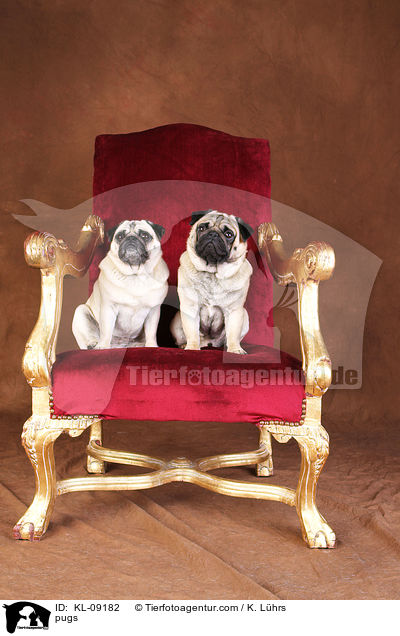 Mpse / pugs / KL-09182