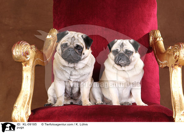 Mpse / pugs / KL-09185