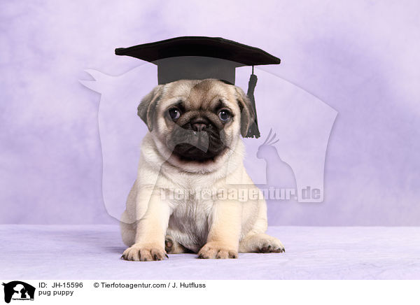 Mops Welpe / pug puppy / JH-15596