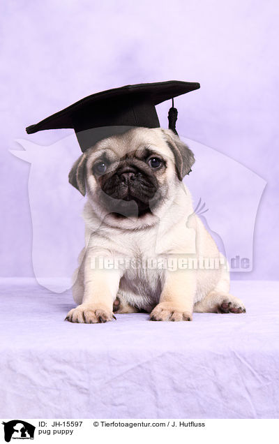 Mops Welpe / pug puppy / JH-15597