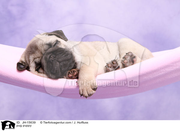 Mops Welpe / pug puppy / JH-15639