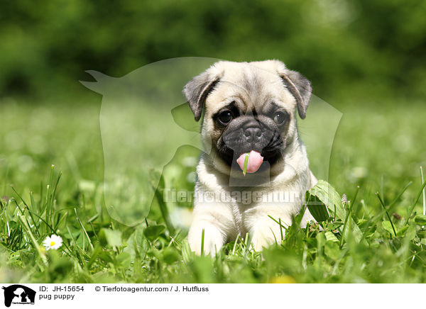 Mops Welpe / pug puppy / JH-15654