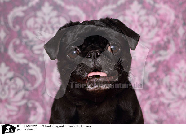 Mops Portrait / pug portrait / JH-18322