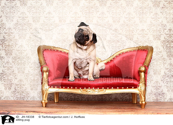 sitzender Mops / sitting pug / JH-18338