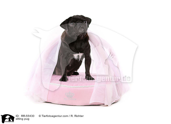 sitting pug / RR-55430
