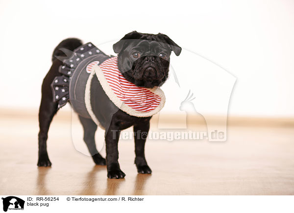 schwarzer Mops / black pug / RR-56254