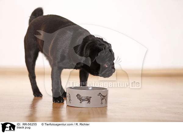 schwarzer Mops / black pug / RR-56255