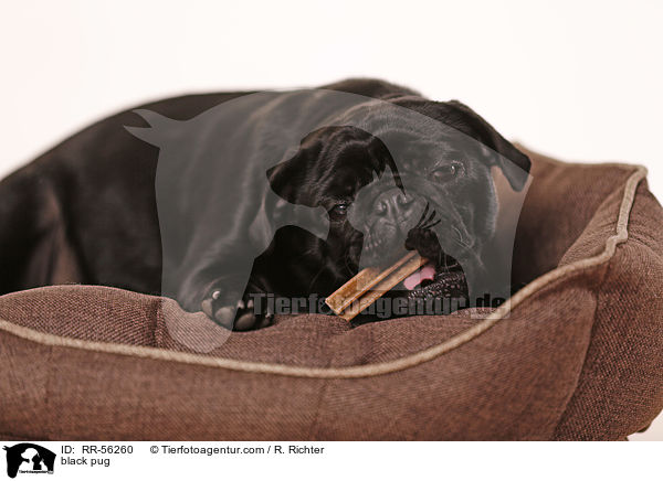 schwarzer Mops / black pug / RR-56260