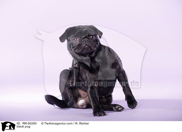 schwarzer Mops / black pug / RR-56290