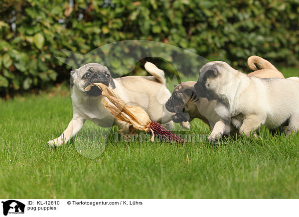 pug puppies / KL-12610