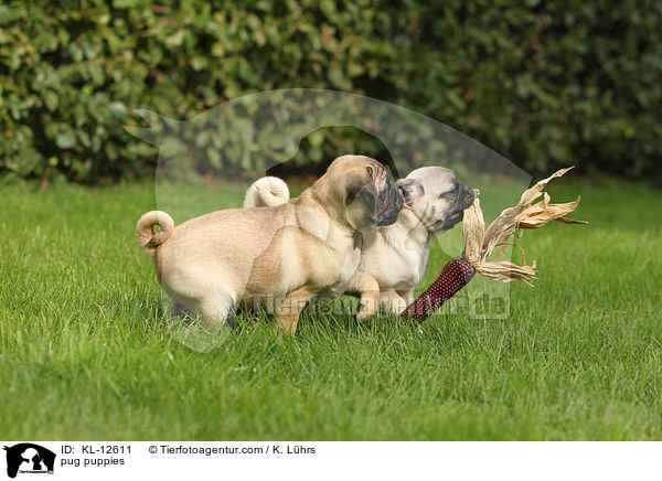 pug puppies / KL-12611