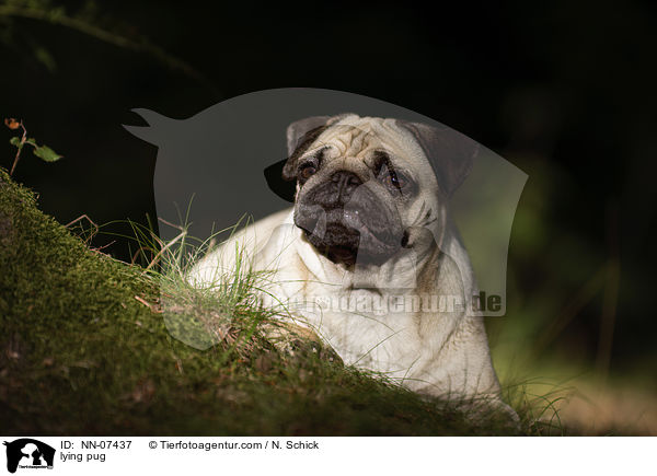 liegender Mops / lying pug / NN-07437