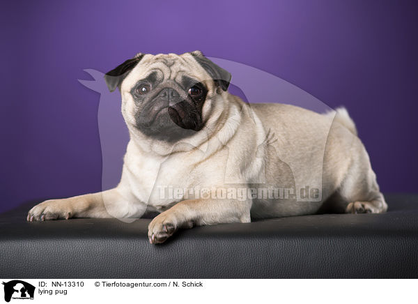 liegender Mops / lying pug / NN-13310