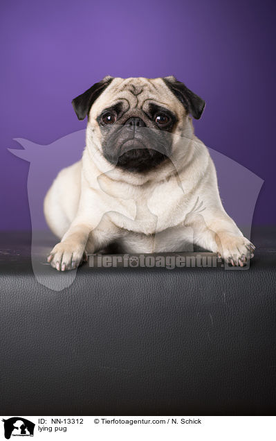 liegender Mops / lying pug / NN-13312