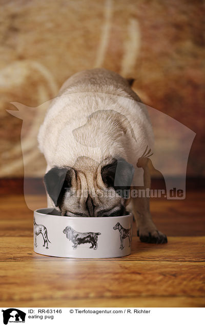fressender Mops / eating pug / RR-63146