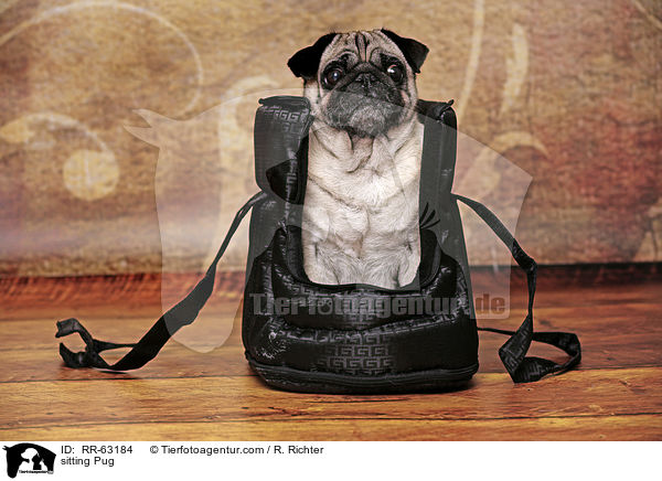sitting Pug / RR-63184