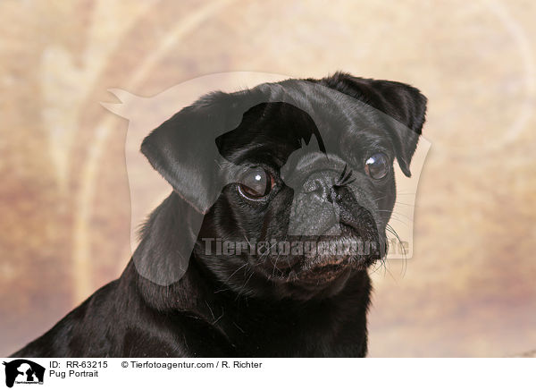 Pug Portrait / RR-63215