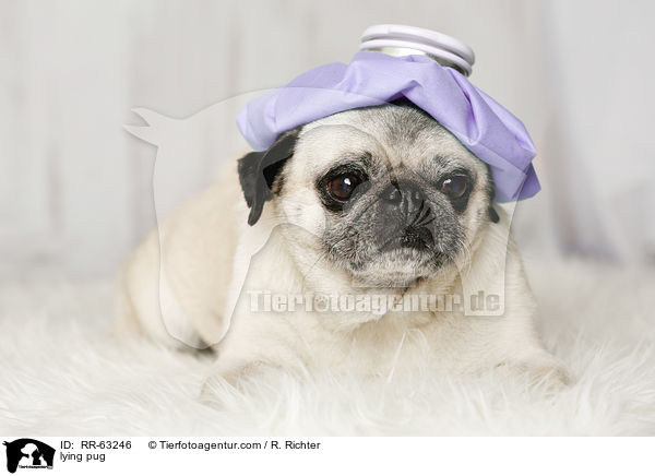 liegender Mops / lying pug / RR-63246
