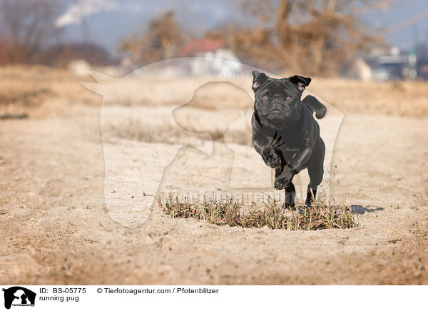 running pug / BS-05775