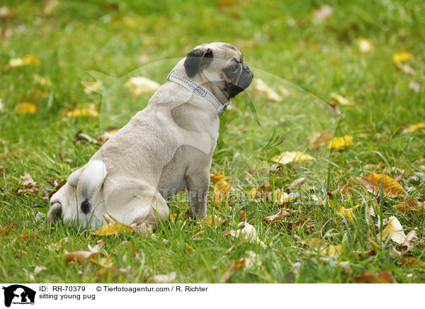 sitzender junger Mops / sitting young pug / RR-70379