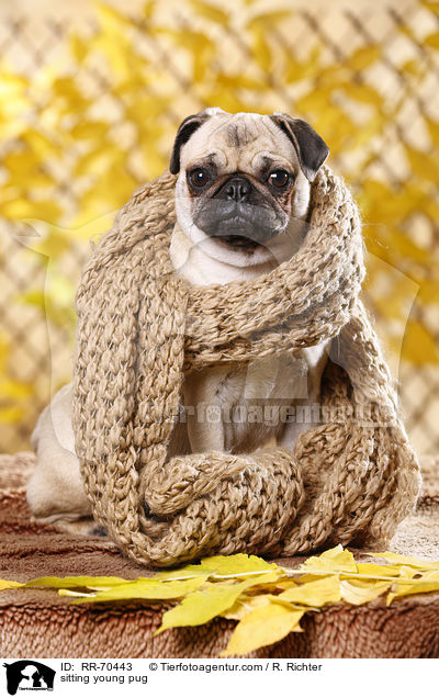sitzender junger Mops / sitting young pug / RR-70443