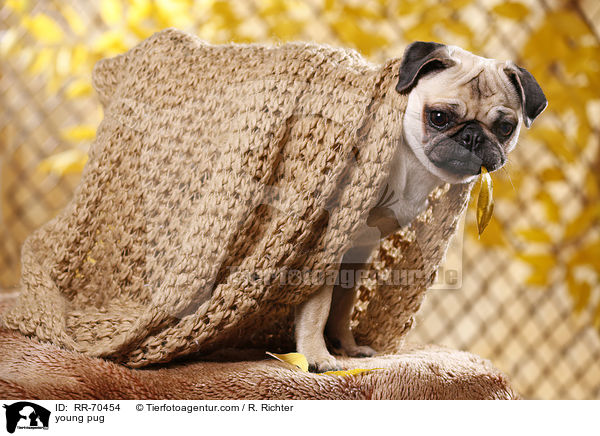 junger Mops / young pug / RR-70454