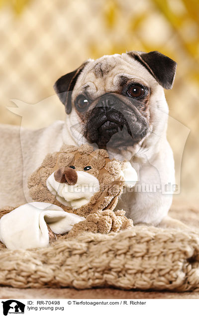 liegender junger Mops / lying young pug / RR-70498