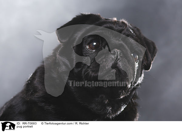 Mops Portrait / pug portrait / RR-70683