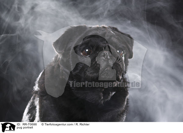 Mops Portrait / pug portrait / RR-70686