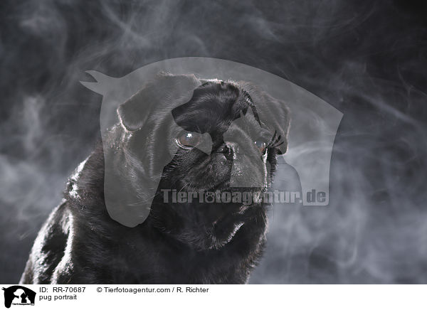 Mops Portrait / pug portrait / RR-70687