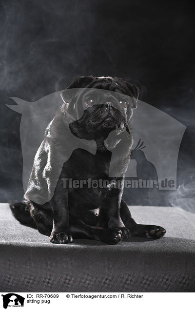 sitzender Mops / sitting pug / RR-70689