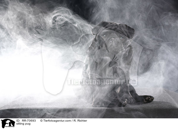 sitzender Mops / sitting pug / RR-70693