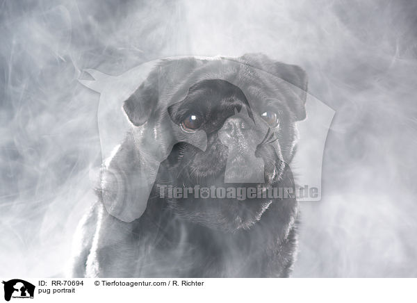 Mops Portrait / pug portrait / RR-70694