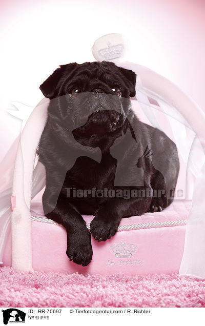 liegender Mops / lying pug / RR-70697
