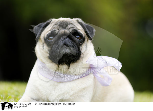 pug portrait / RR-70780
