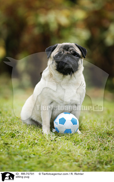 sitzender Mops / sitting pug / RR-70791