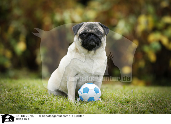 sitzender Mops / sitting pug / RR-70792
