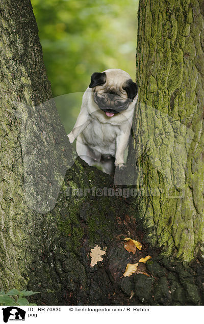 Mops / pug / RR-70830