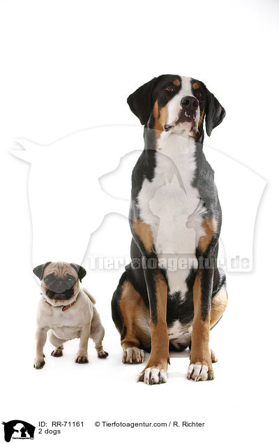 2 Hunde / 2 dogs / RR-71161
