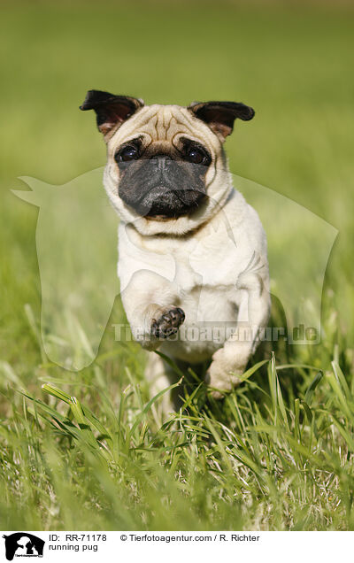 running pug / RR-71178