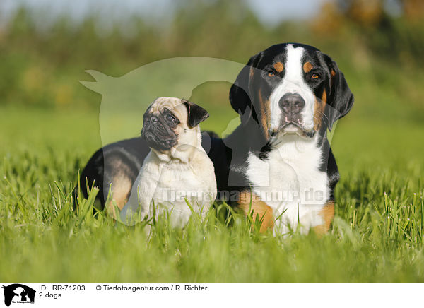 2 Hunde / 2 dogs / RR-71203