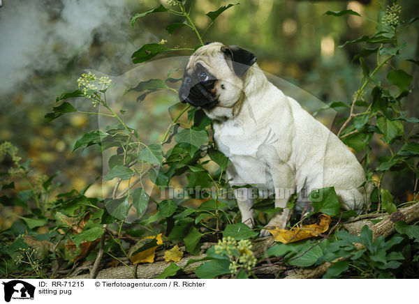 sitzender Mops / sitting pug / RR-71215