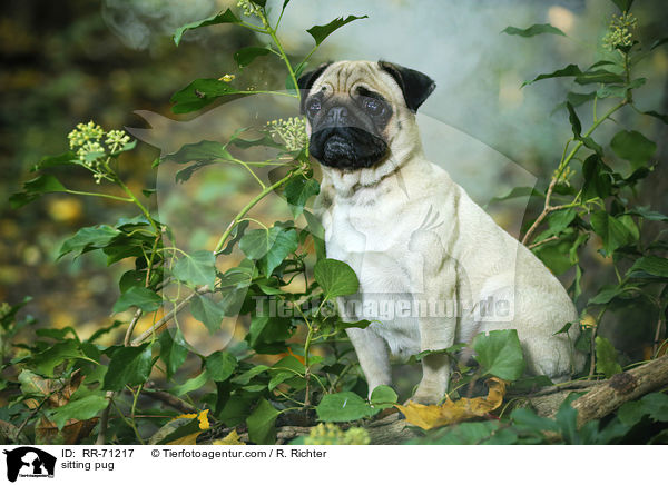 sitzender Mops / sitting pug / RR-71217