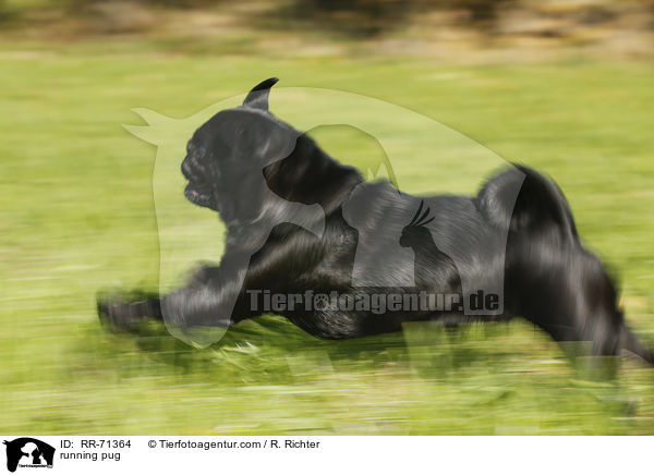 rennender Mops / running pug / RR-71364