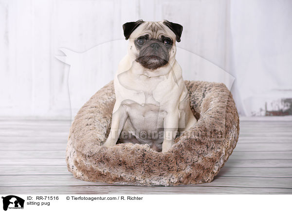 sitting pug / RR-71516