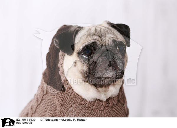 Mops Portrait / pug portrait / RR-71530