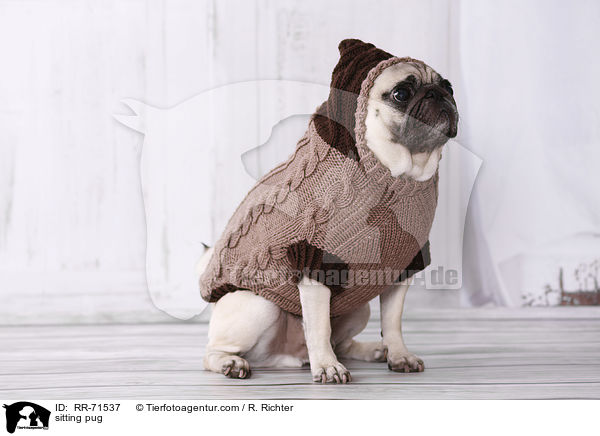 sitzender Mops / sitting pug / RR-71537