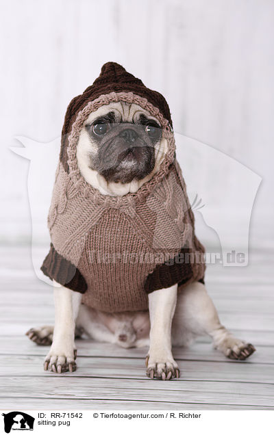sitzender Mops / sitting pug / RR-71542