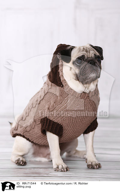 sitzender Mops / sitting pug / RR-71544