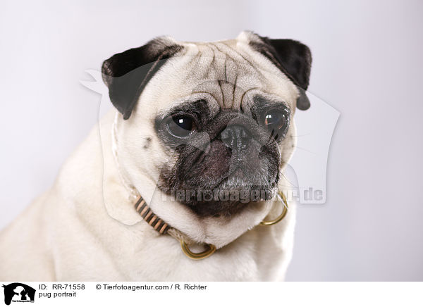 pug portrait / RR-71558